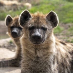 See Spotted Hyena