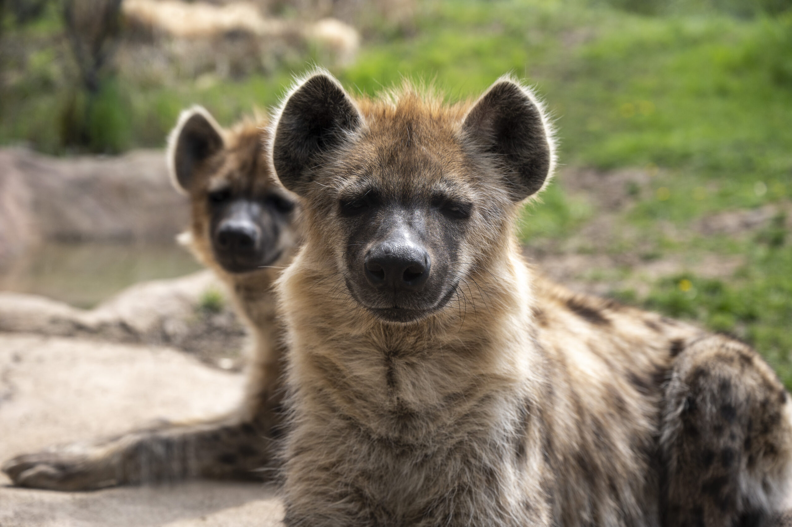 Spotted Hyena