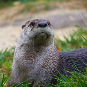 See North American River Otter