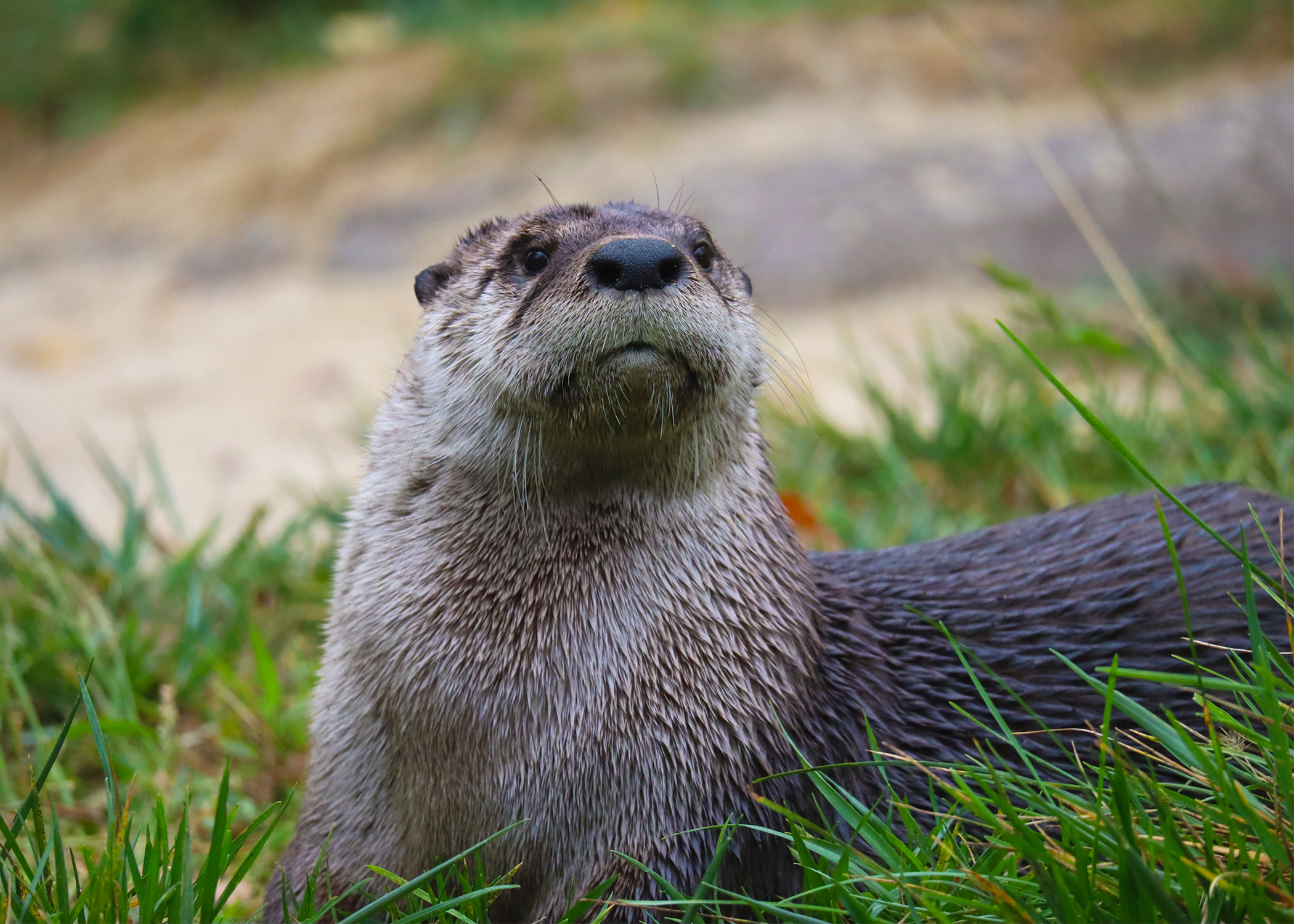 North American River Otter