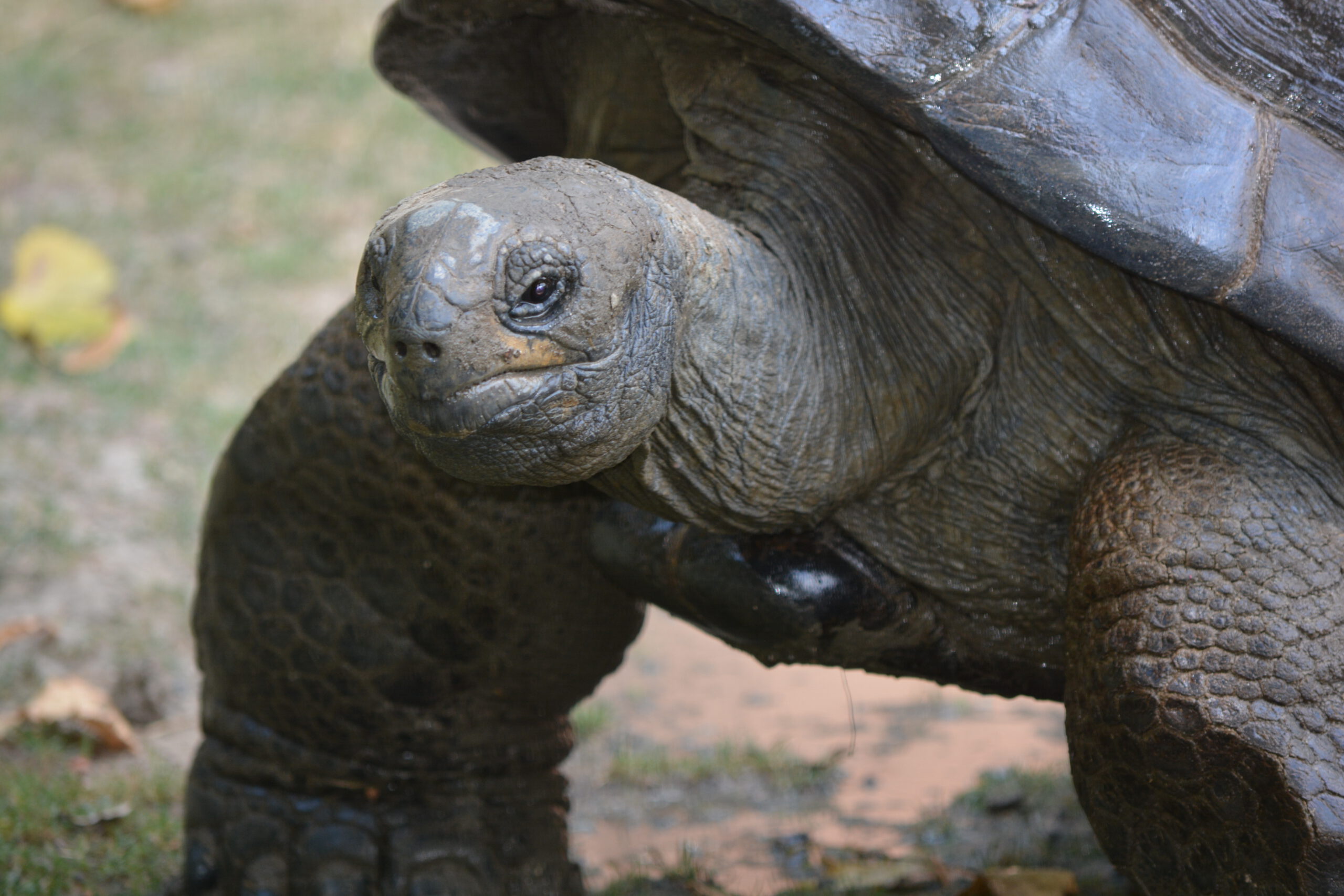 Aldabra Tortoise