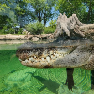 See American Alligator