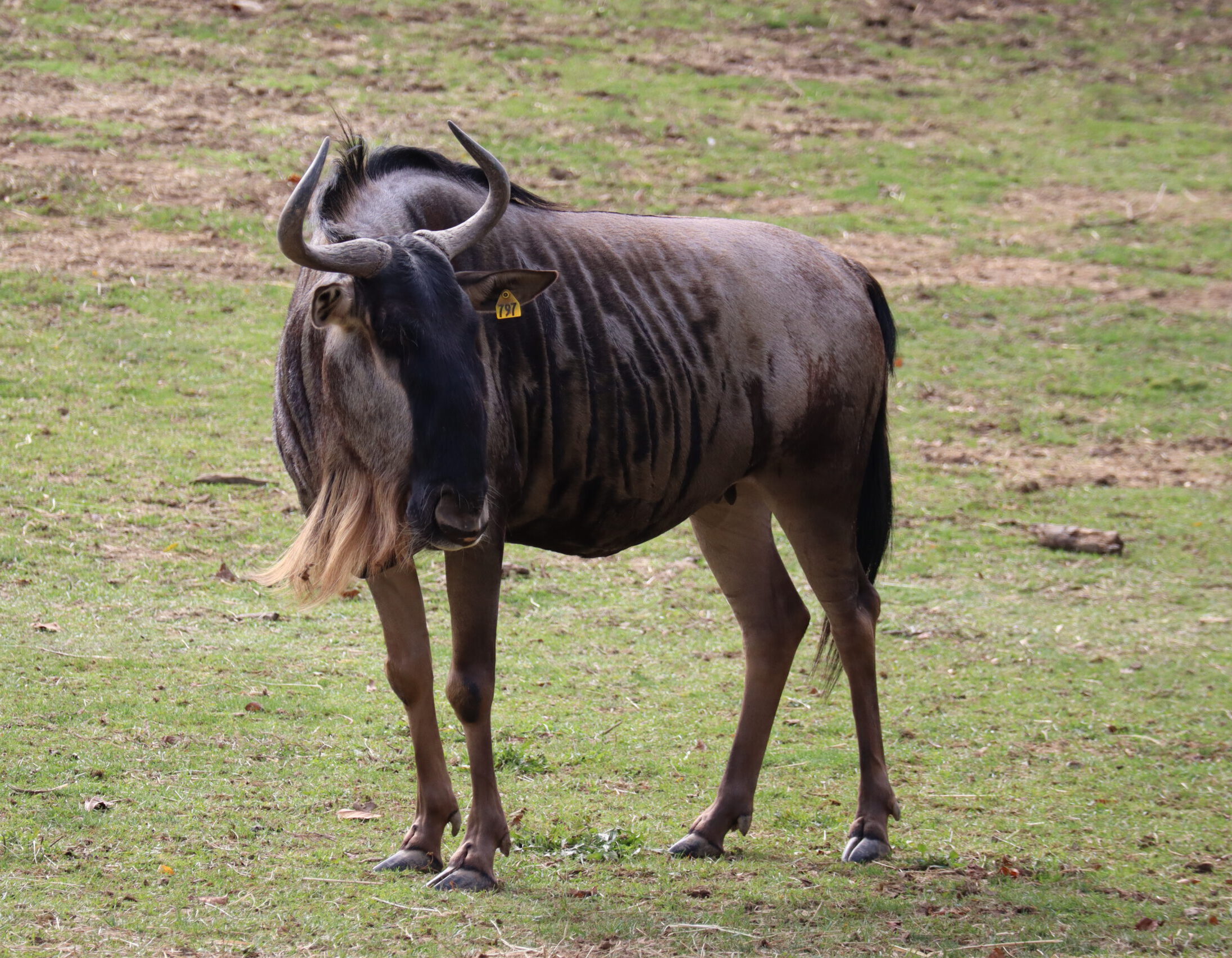 White-bearded Wildebeest