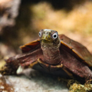 See Black-Breasted Leaf Turtle