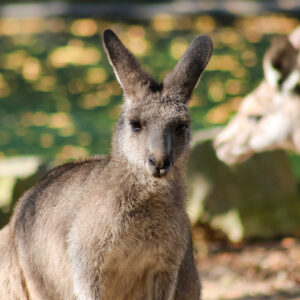 See Eastern Grey Kangaroo