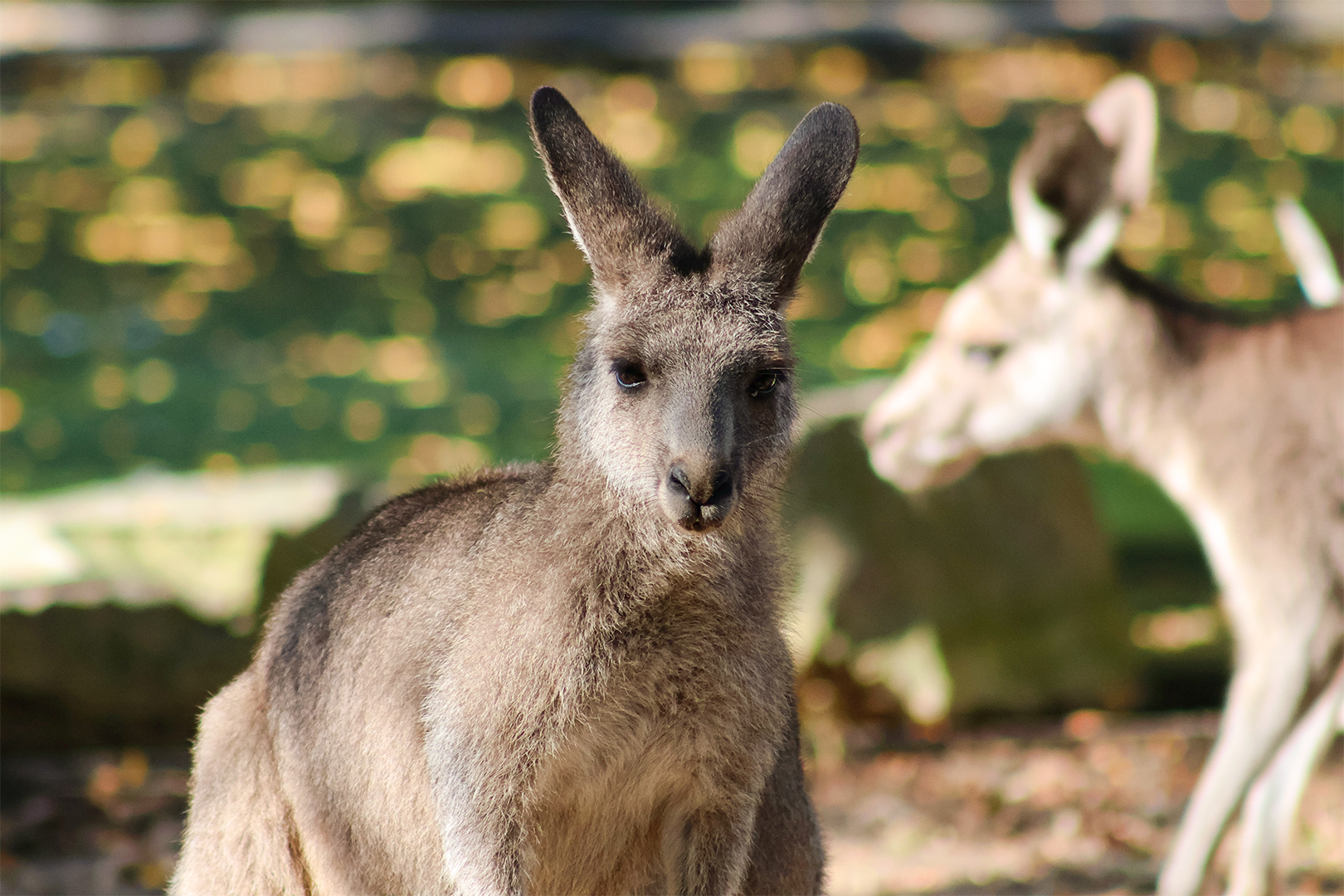 Eastern Grey Kangaroo