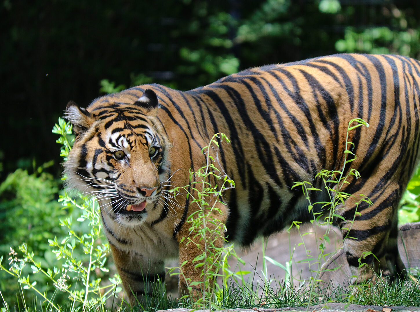 Sumatran Tiger