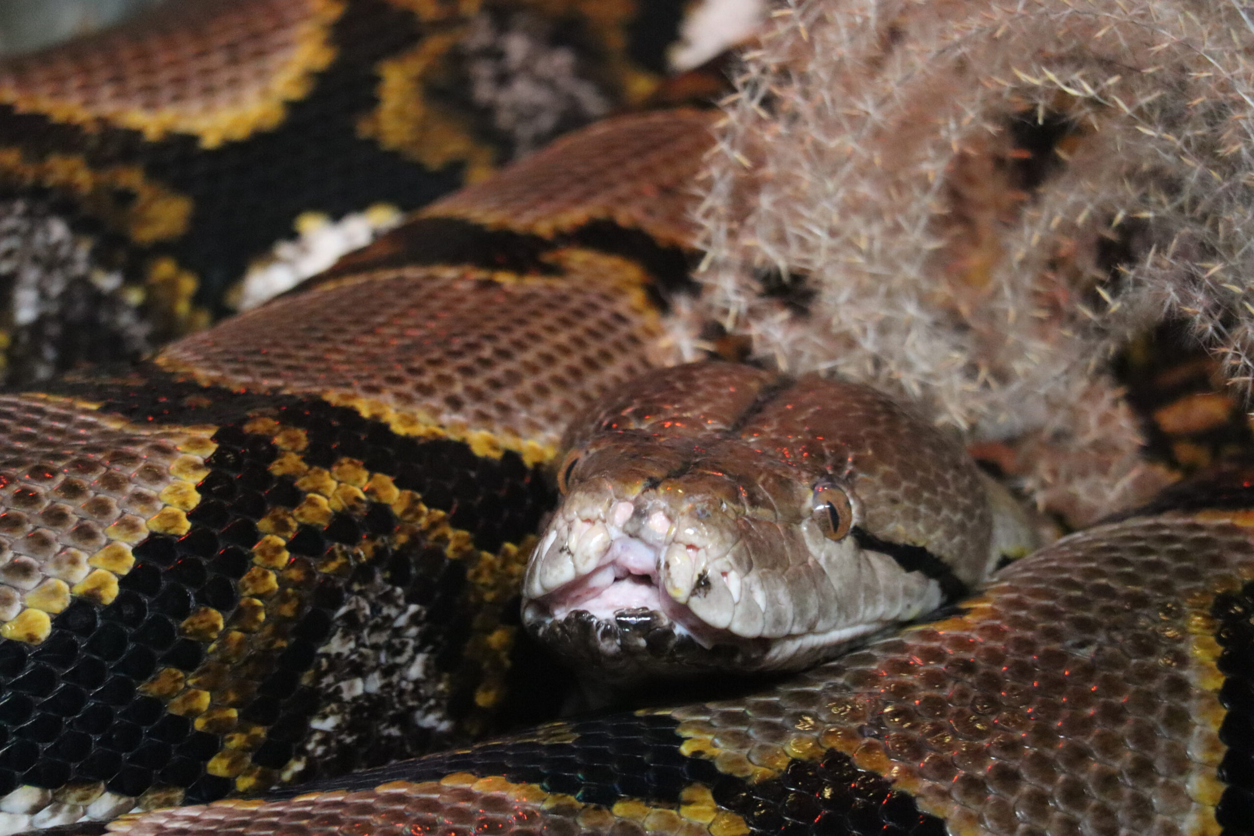 Reticulated Python