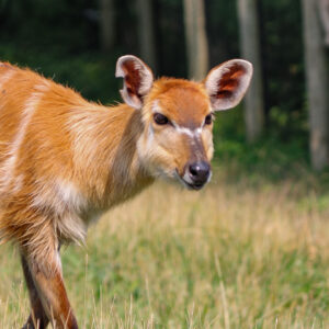 See Sitatunga
