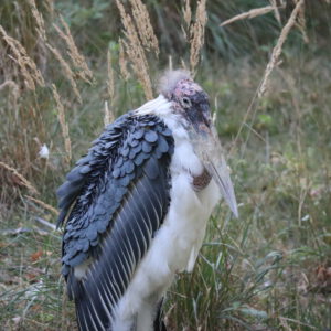 See Marabou Stork