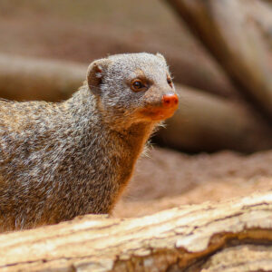 See Banded Mongoose