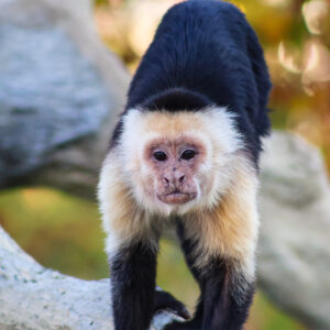 See Capuchin Monkey