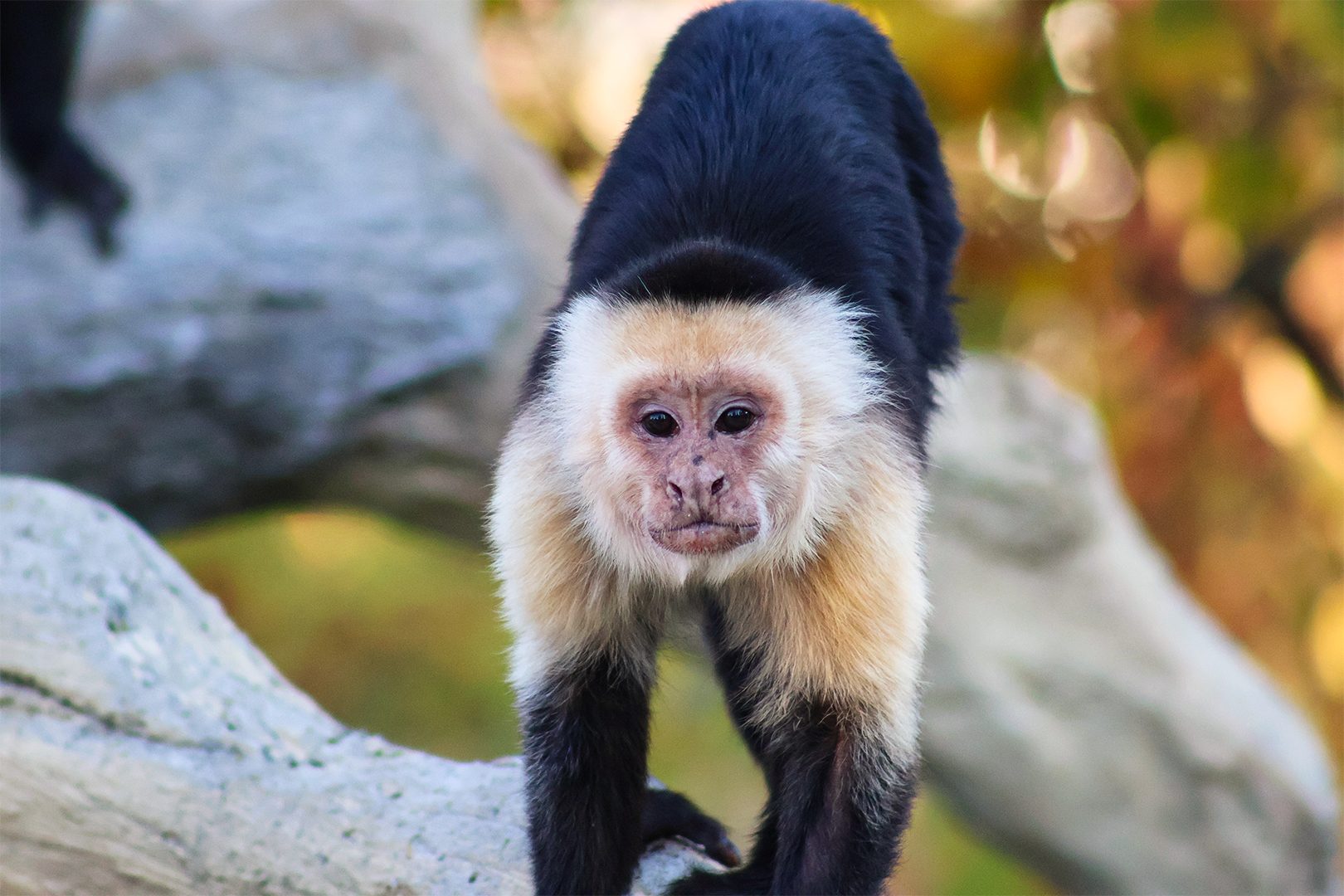 Capuchin Monkey