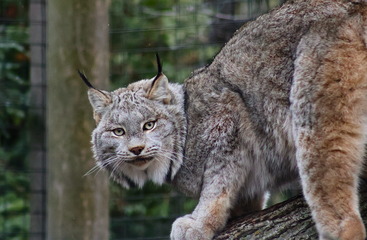 Canada Lynx