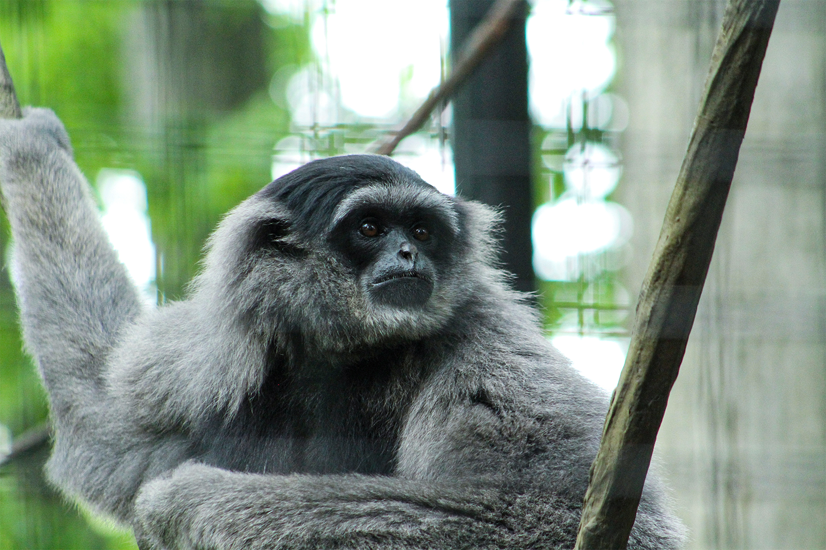 Javan Gibbon