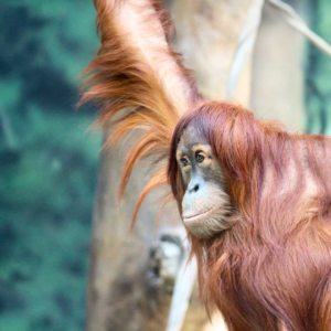 See Sumatran Orangutan