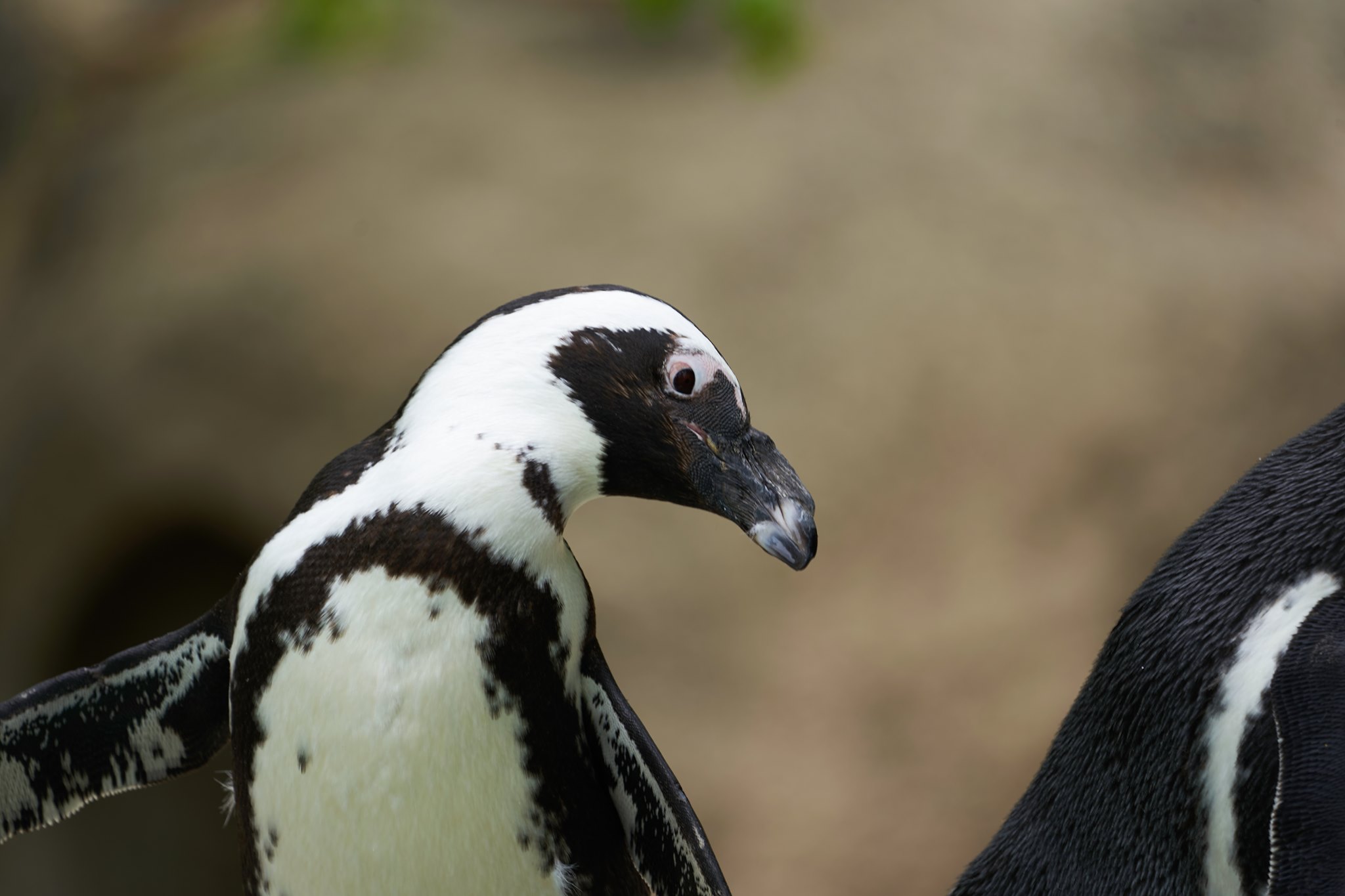 African Penguin