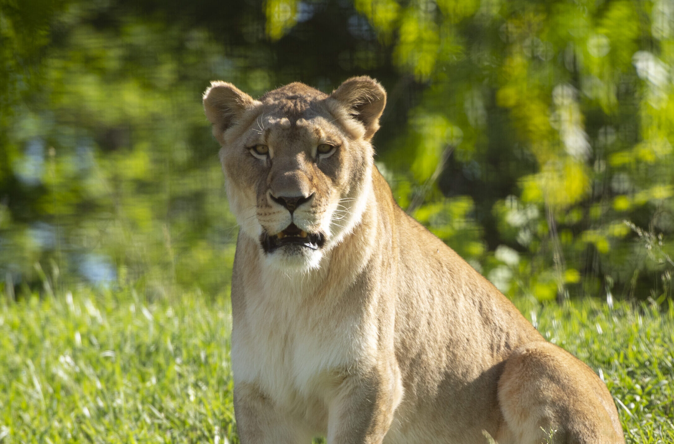 African Lion