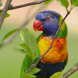 See Rainbow Lorikeet