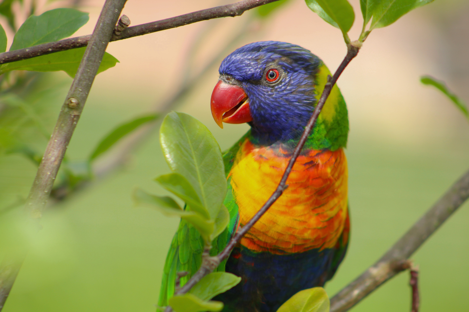 Rainbow Lorikeet