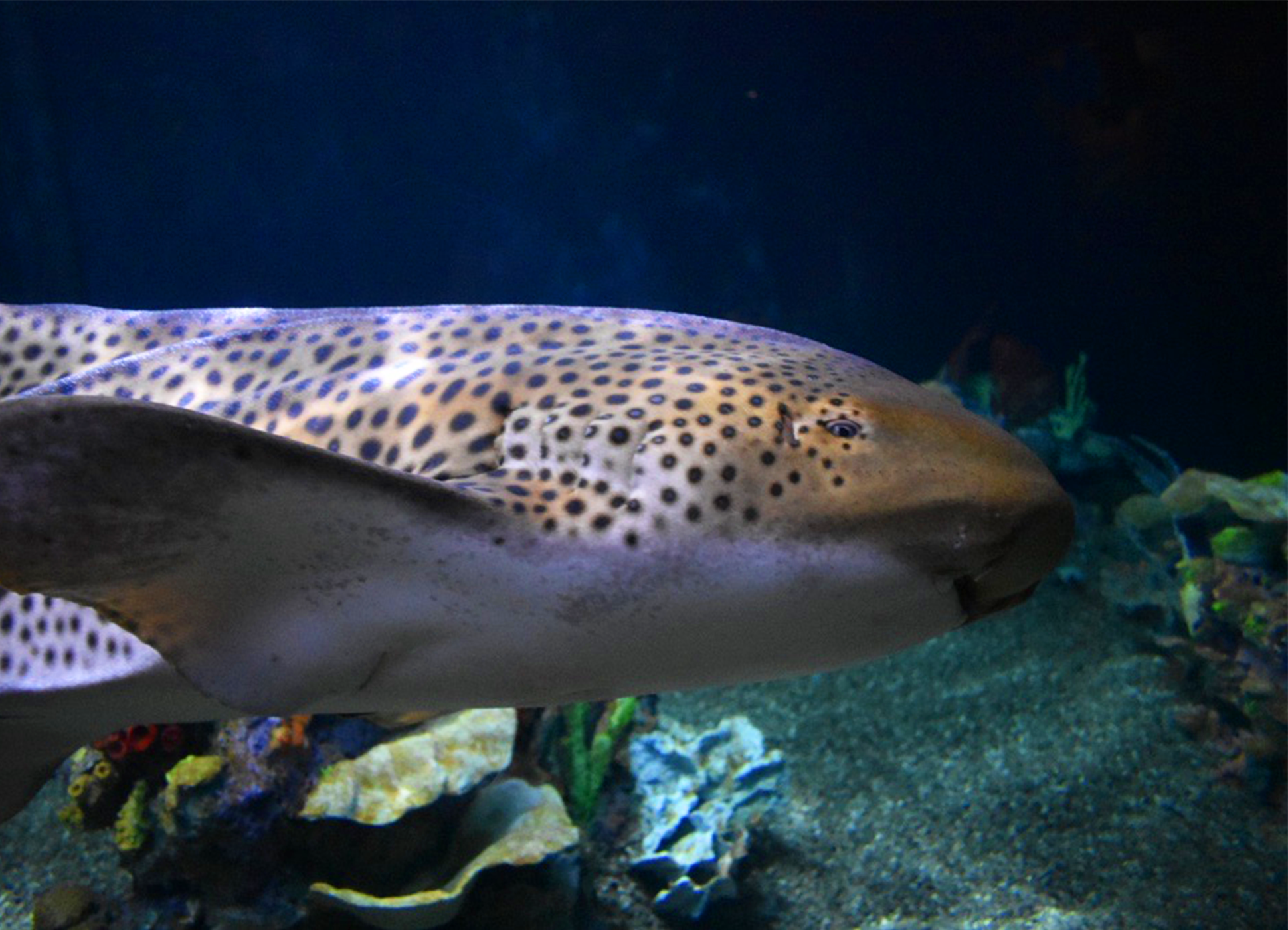 Zebra Shark