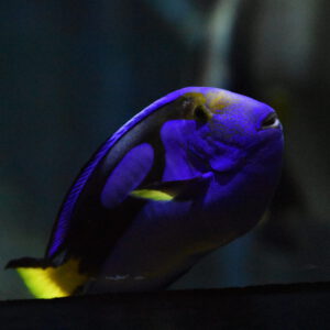 See Blue Surgeon Tang