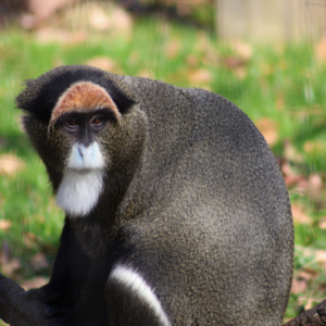See De Brazza’s Monkey