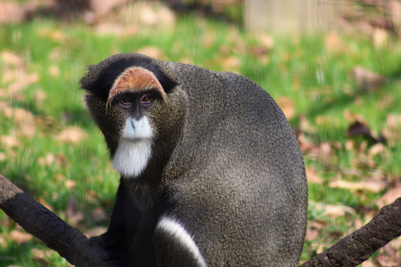 De Brazza’s Monkey