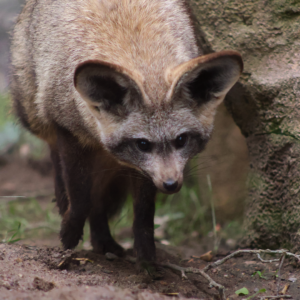 See Bat-eared Fox
