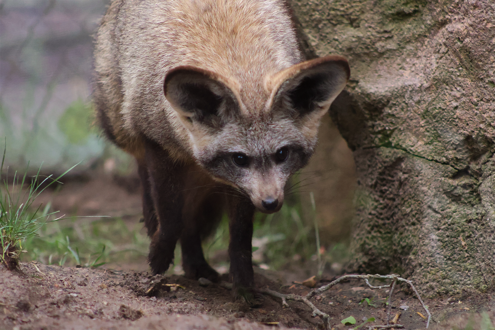 Bat-eared Fox