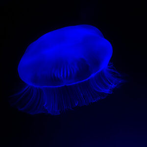 See Moon Jelly