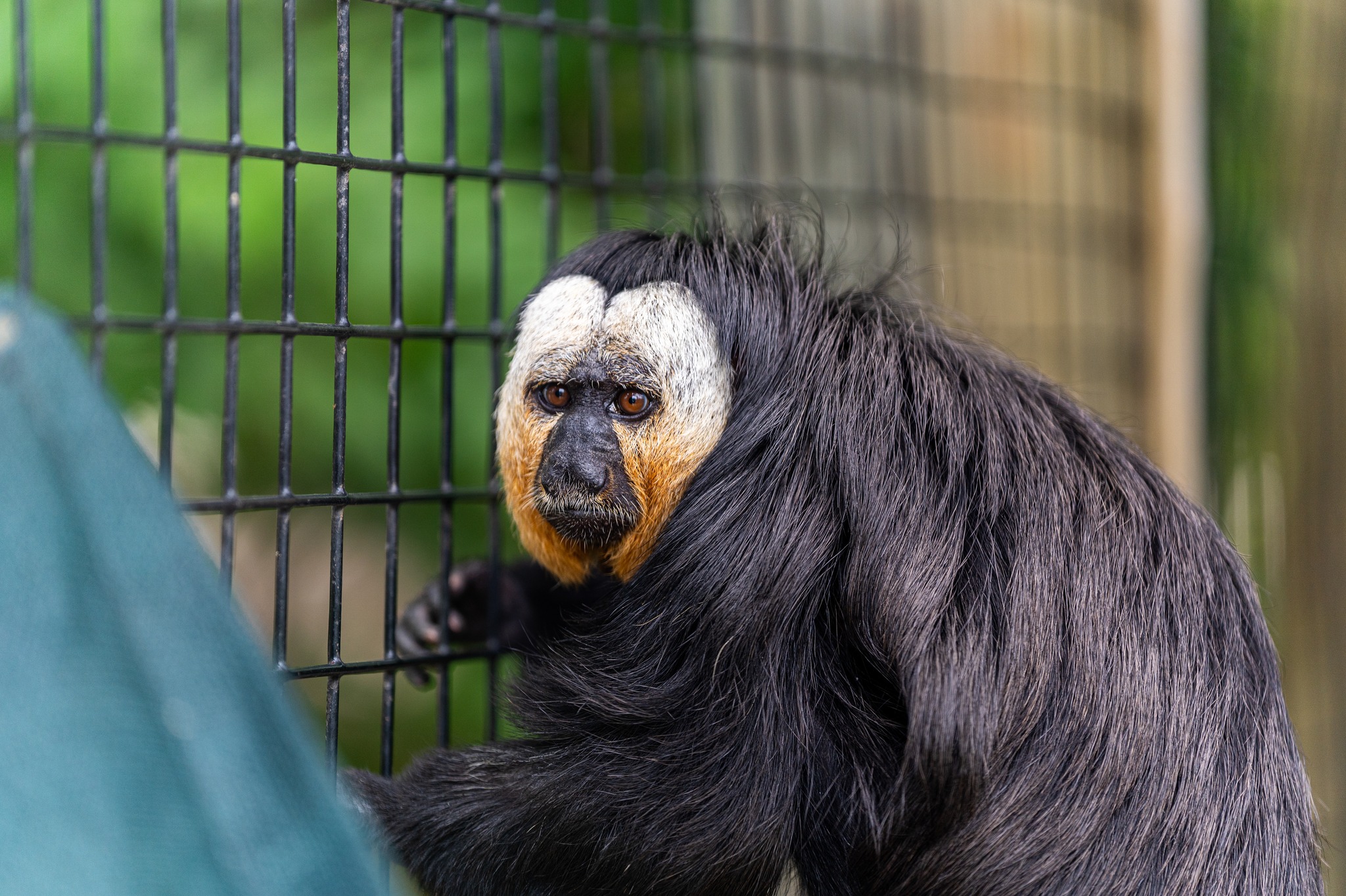 White-faced Saki Monkey