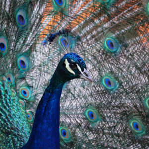 See Indian Peafowl