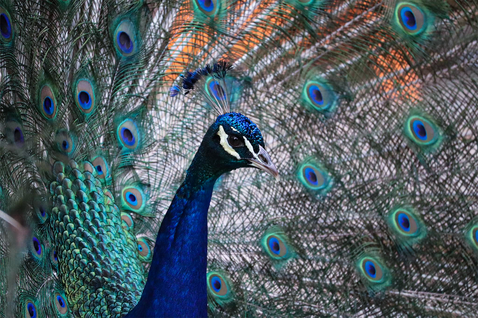 Indian Peafowl