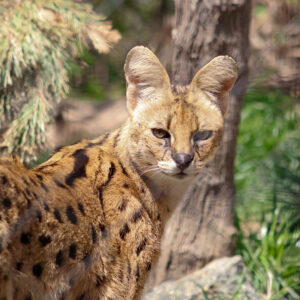 See Serval