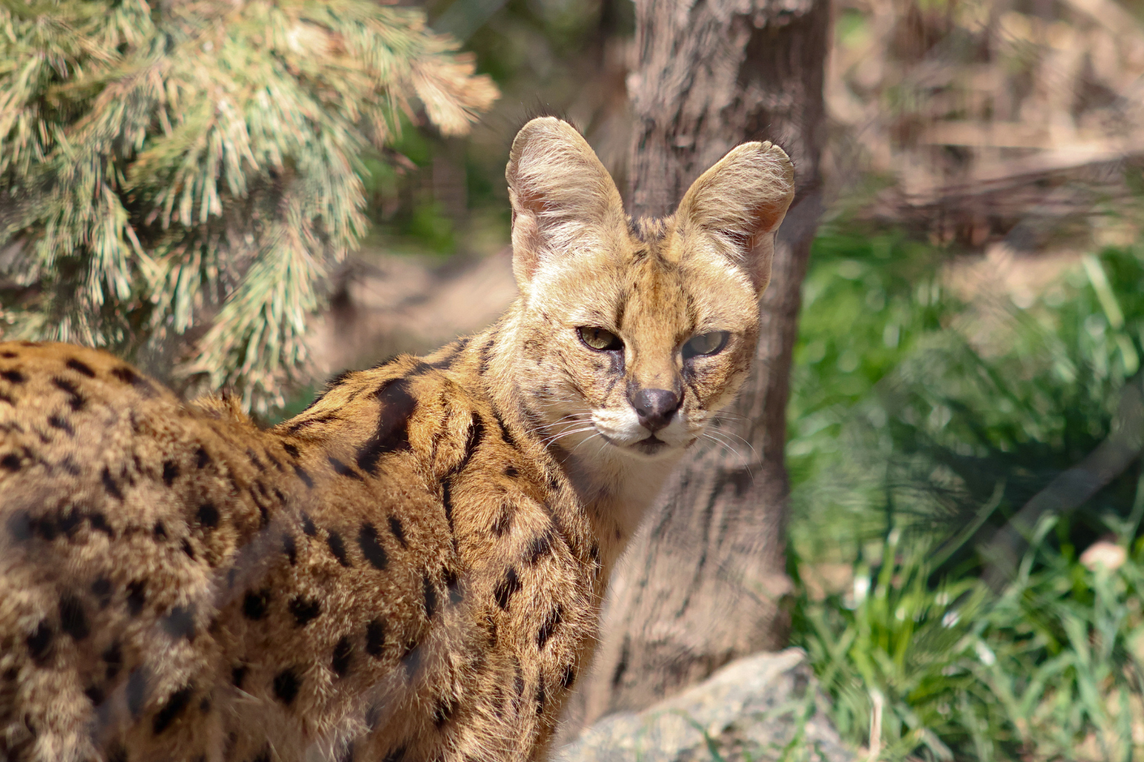 Serval