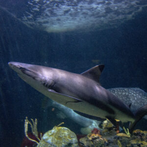 See Blacktip Reef Shark