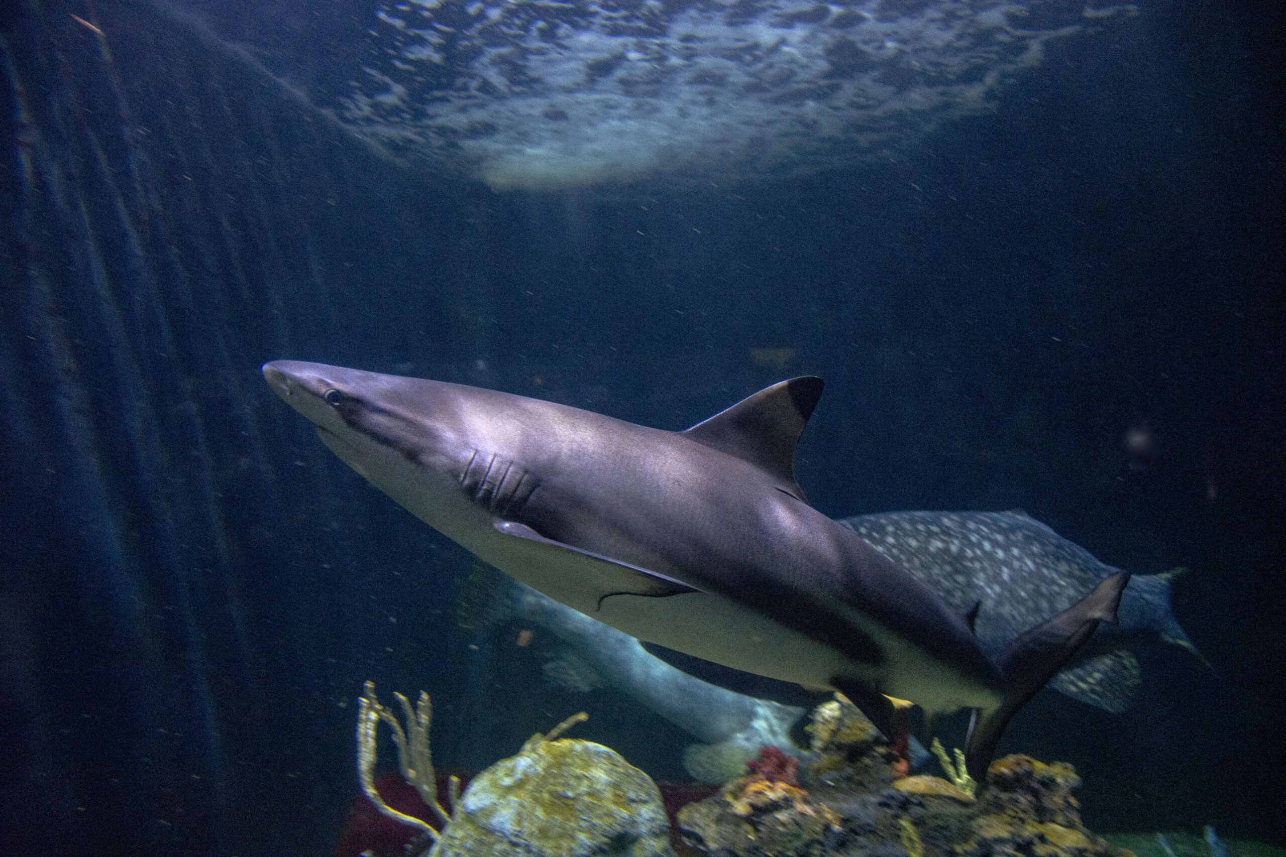 Blacktip Reef Shark