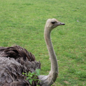 See Ostrich