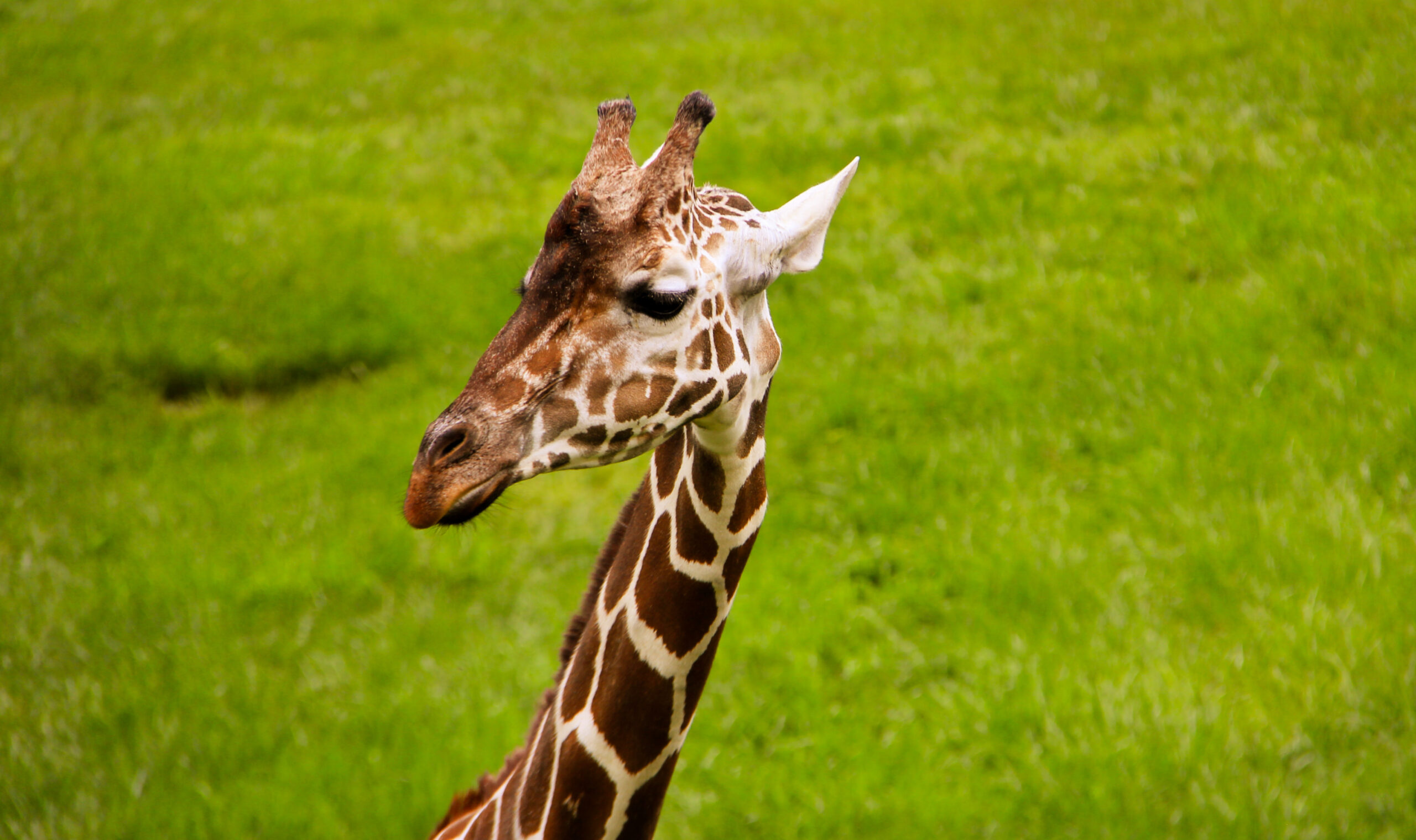 Reticulated Giraffe