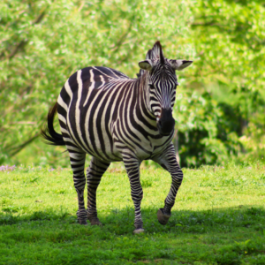 See Plains Zebra