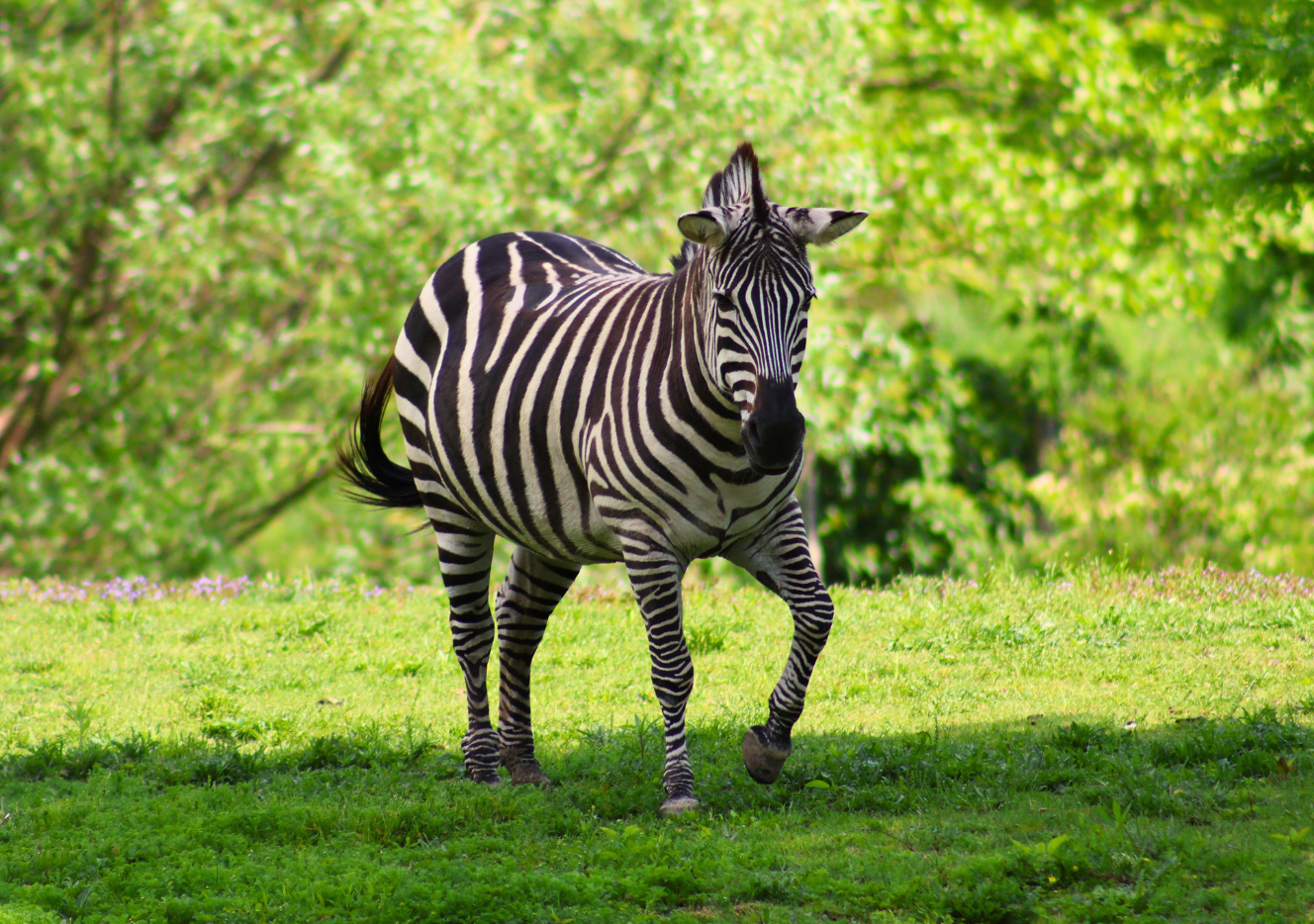 Plains Zebra