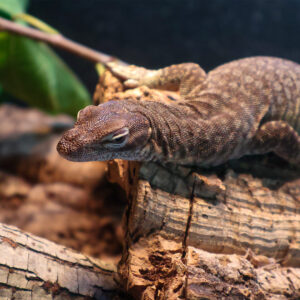 See Black-headed Monitor