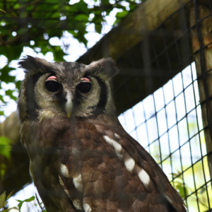 See Verreaux's Eagle-owl