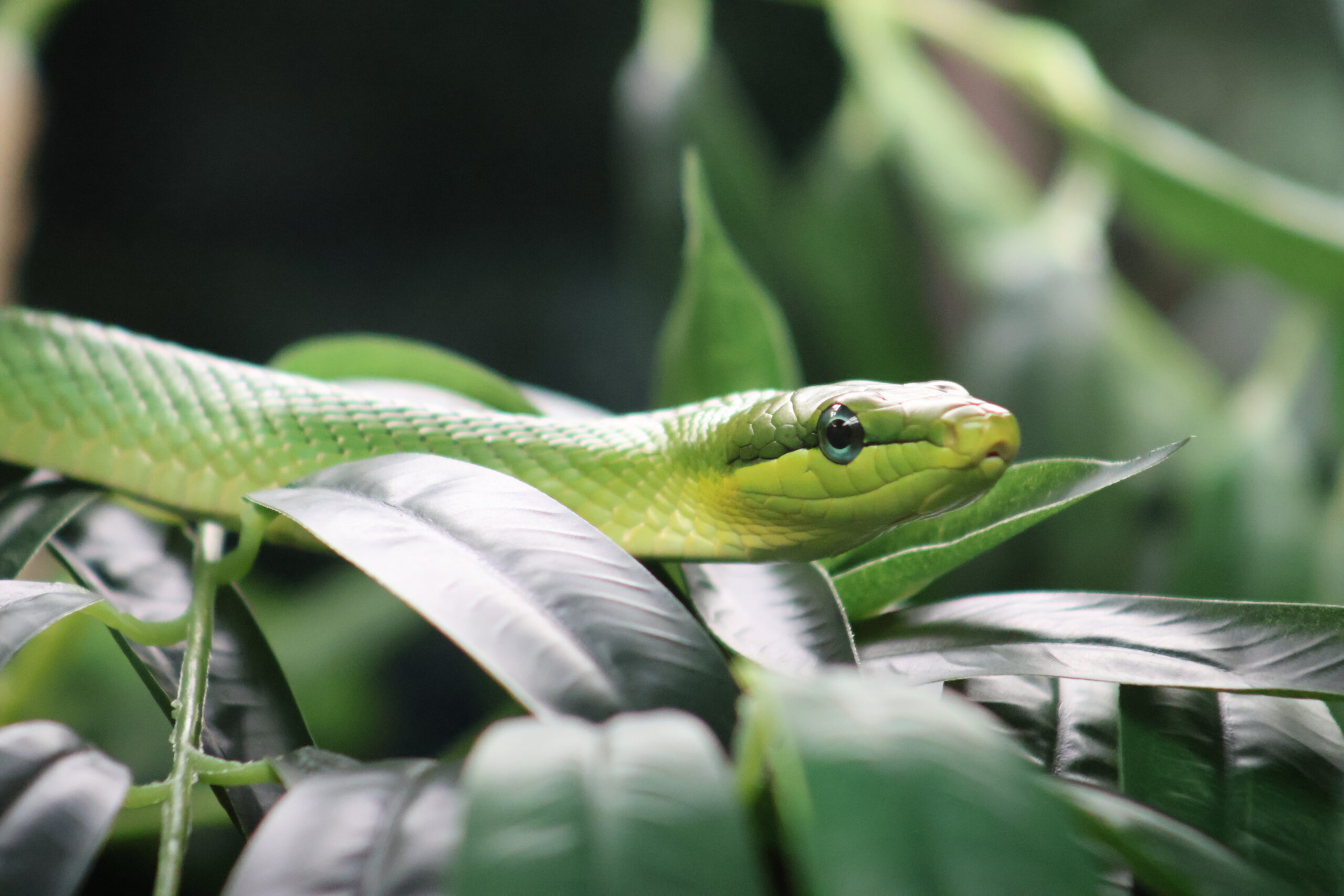 Red-tailed Green Rat Snake