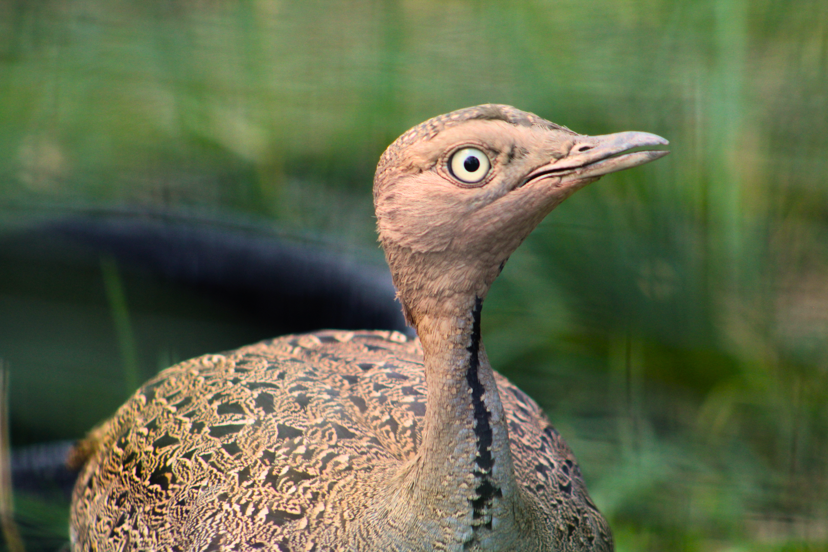 Buff-crested Bustard