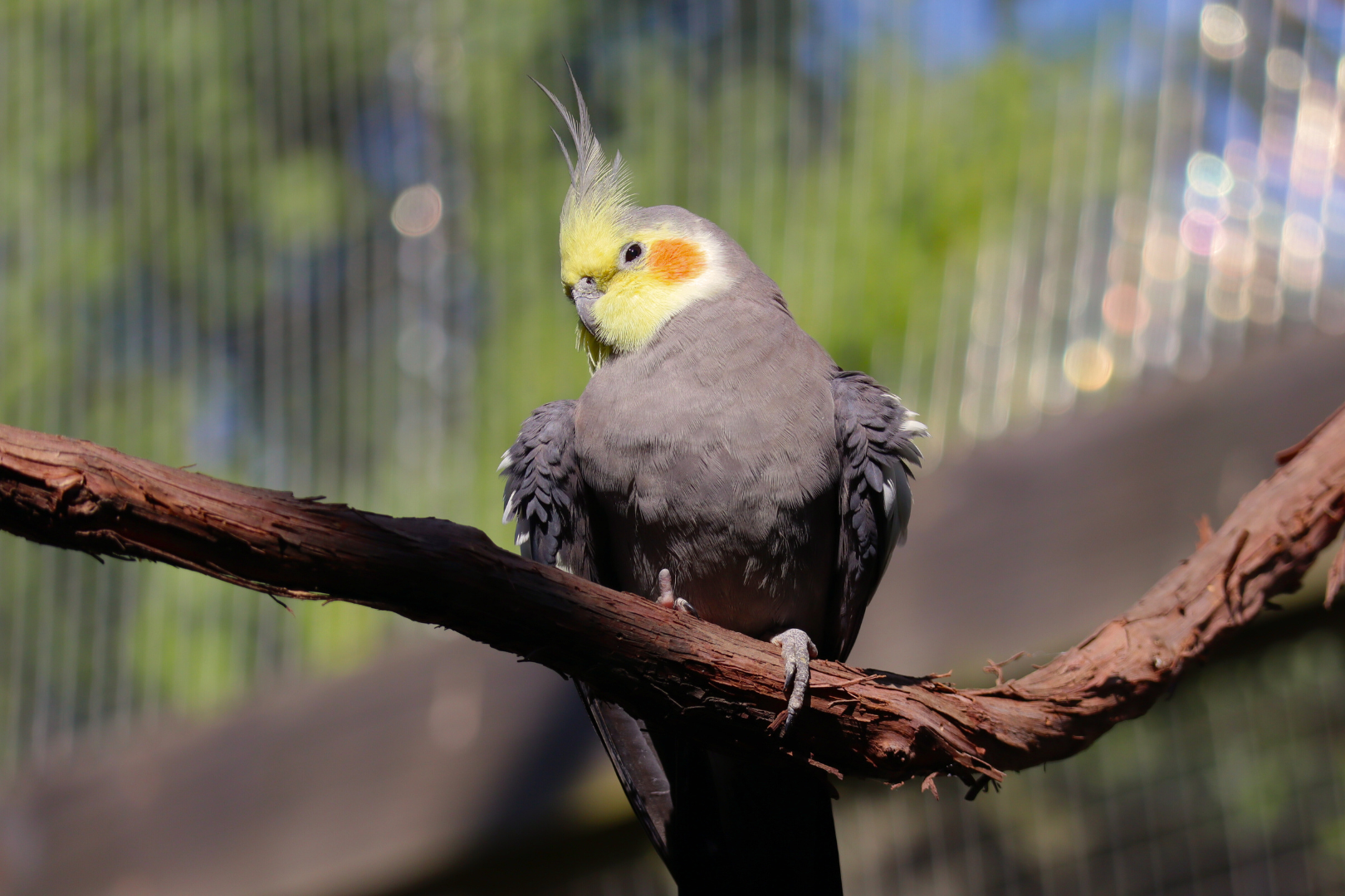 Cockatiel