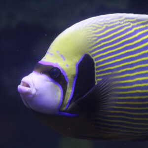 See Emperor Angelfish