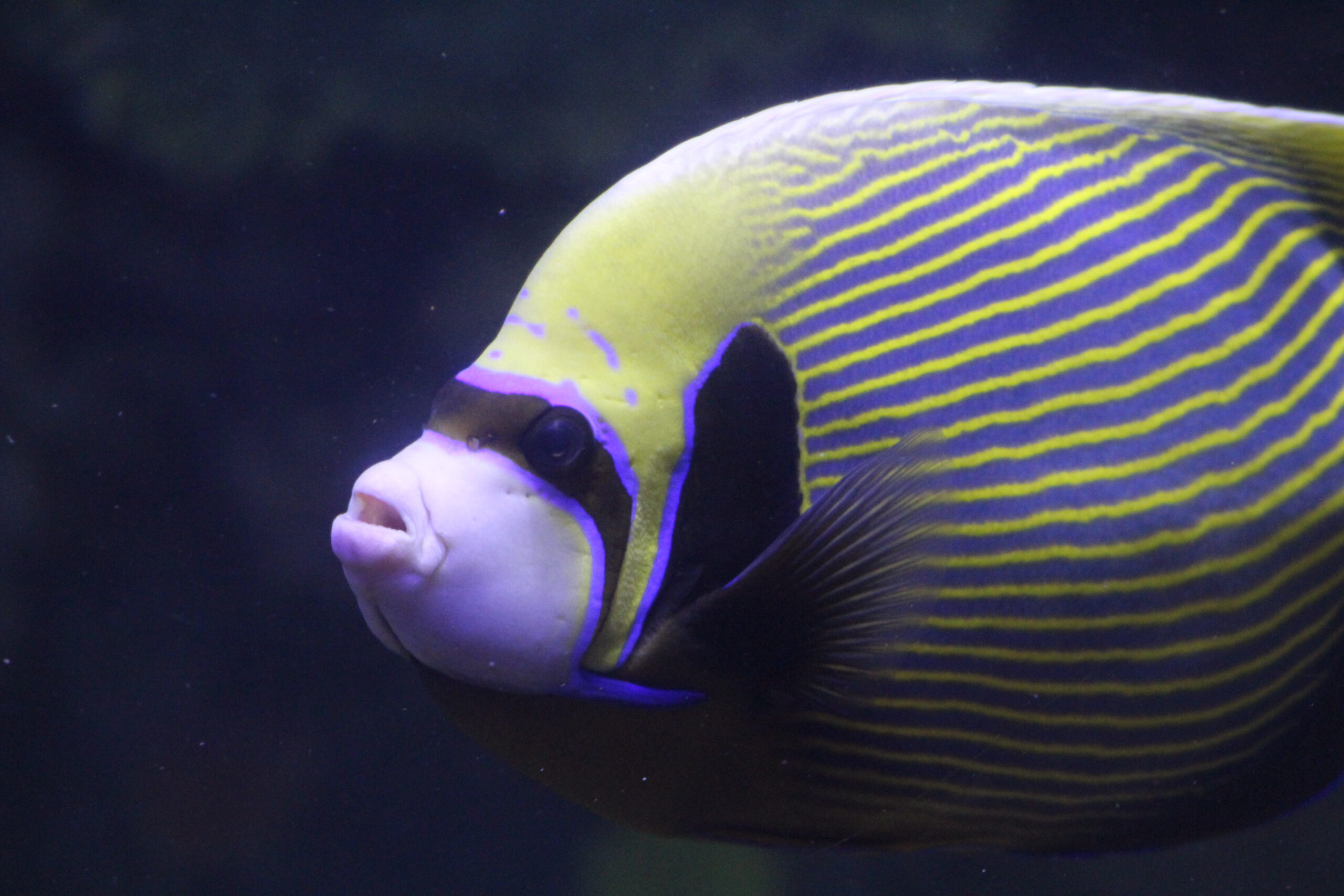 Emperor Angelfish