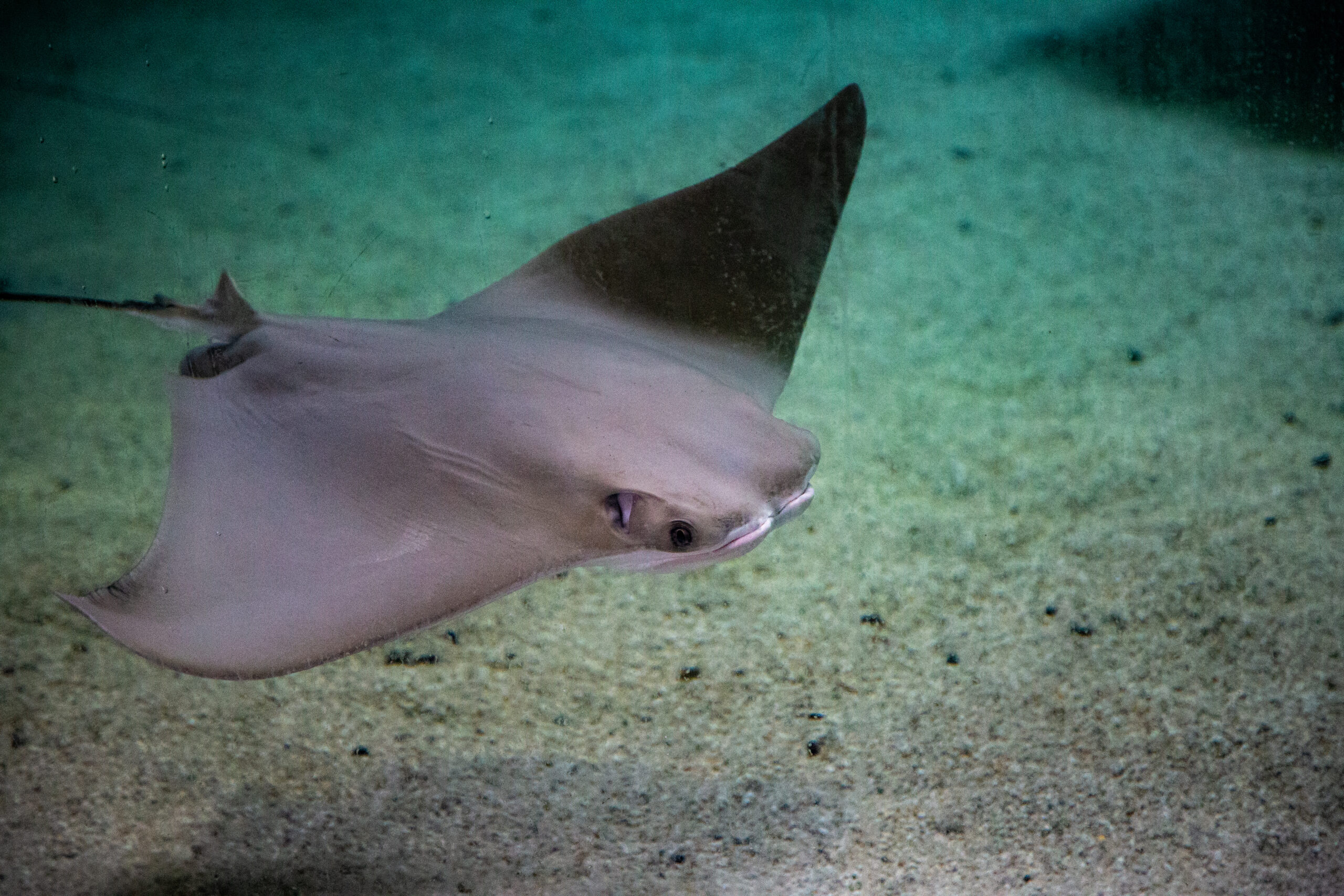 Cownose Ray